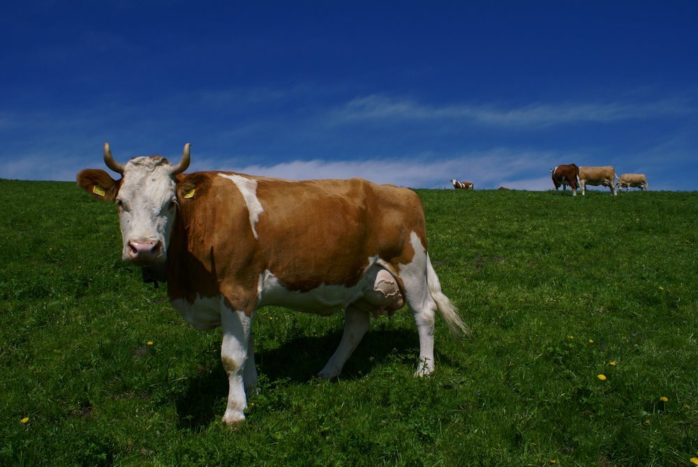 Impact de la santé des bovins laitiers sur les émissions de gaz à effet de serre: Chili, Kenya et Royaume-Uni